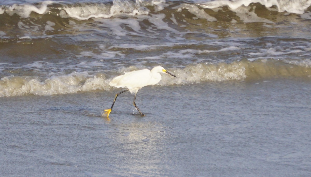 Snowy Egret - ML622804373