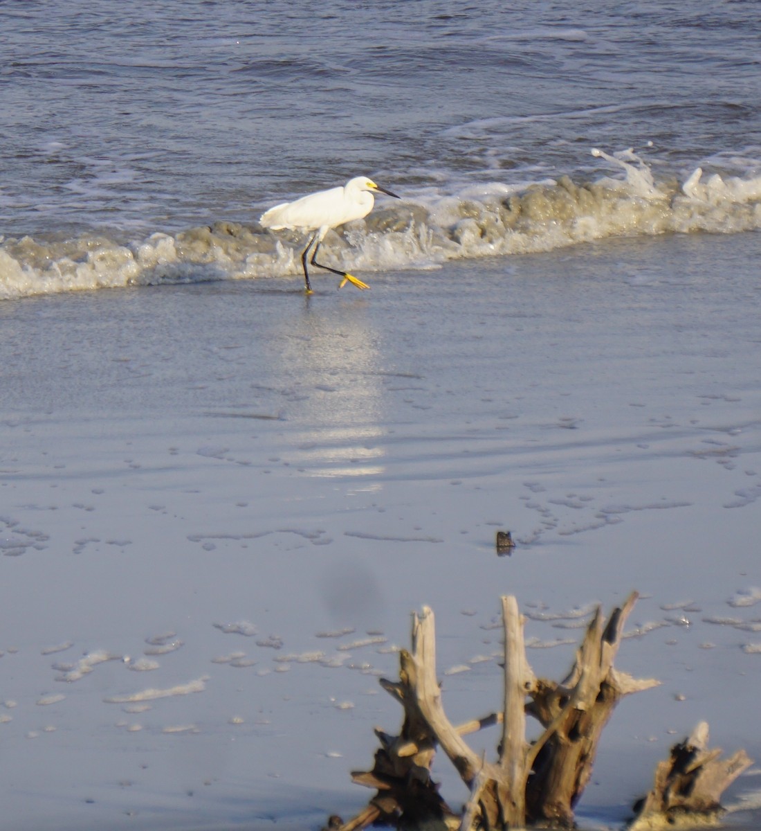 Snowy Egret - ML622804376