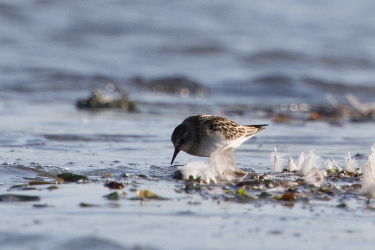 Little Stint - Tomas Mazak