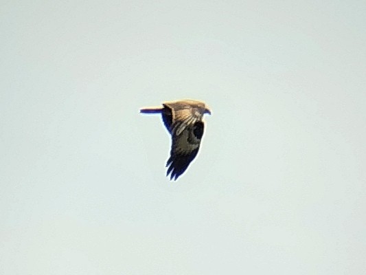 Brahminy Kite - Lars Mannzen