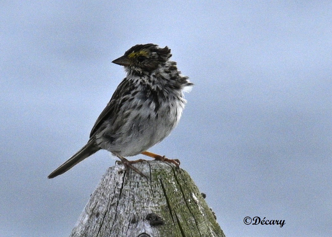 Savannah Sparrow - Marc Decary