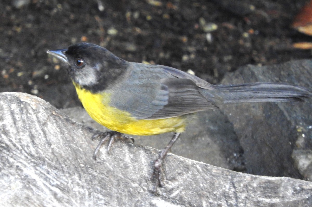 Santa Marta Brushfinch - ML622804405