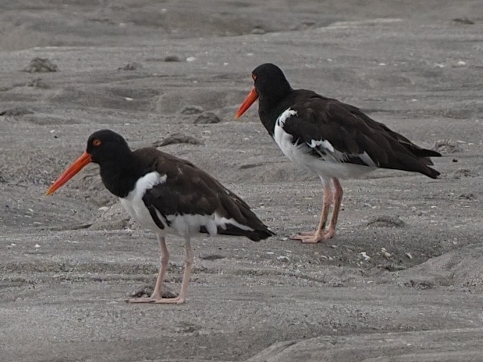 American Oystercatcher - ML622804447