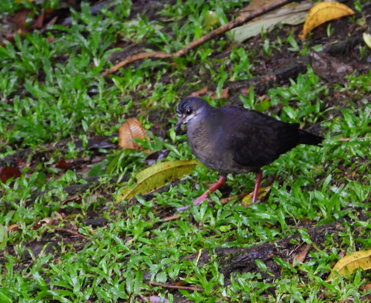 Purplish-backed Quail-Dove - ML622804461