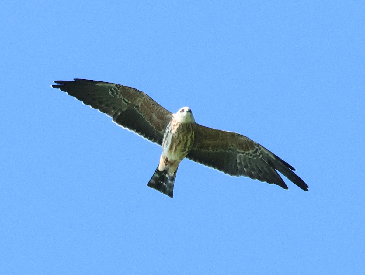 Mississippi Kite - Walter Somerville