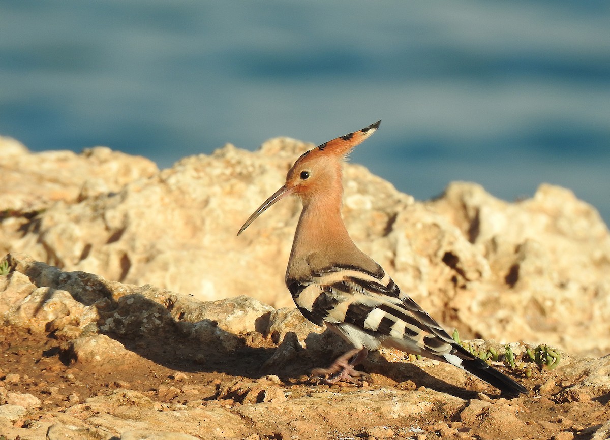 Eurasian Hoopoe - Javier Robres