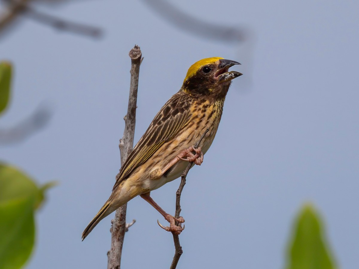 Streaked Weaver - ML622804507