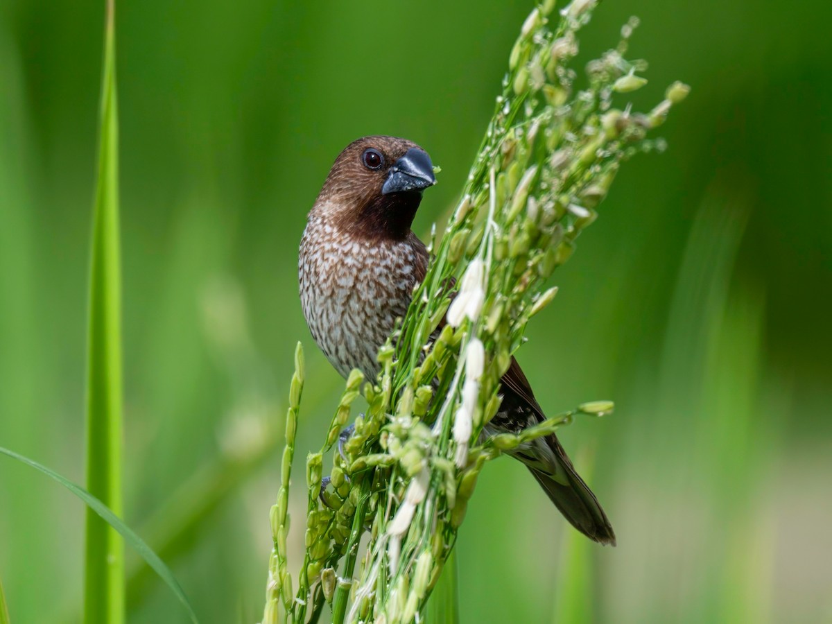 Scaly-breasted Munia - ML622804510