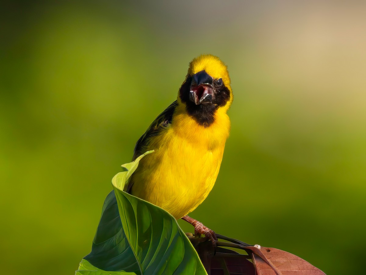 Asian Golden Weaver - ML622804515