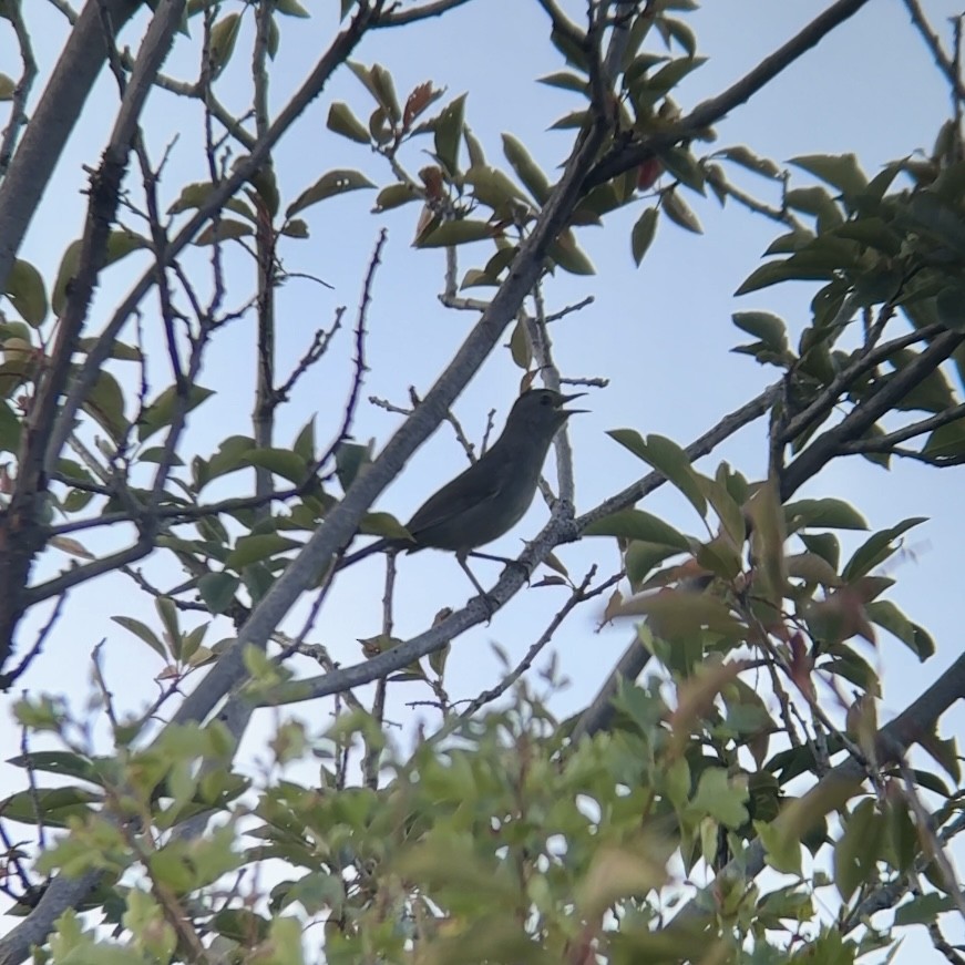 Gray Catbird - Trent Southwick