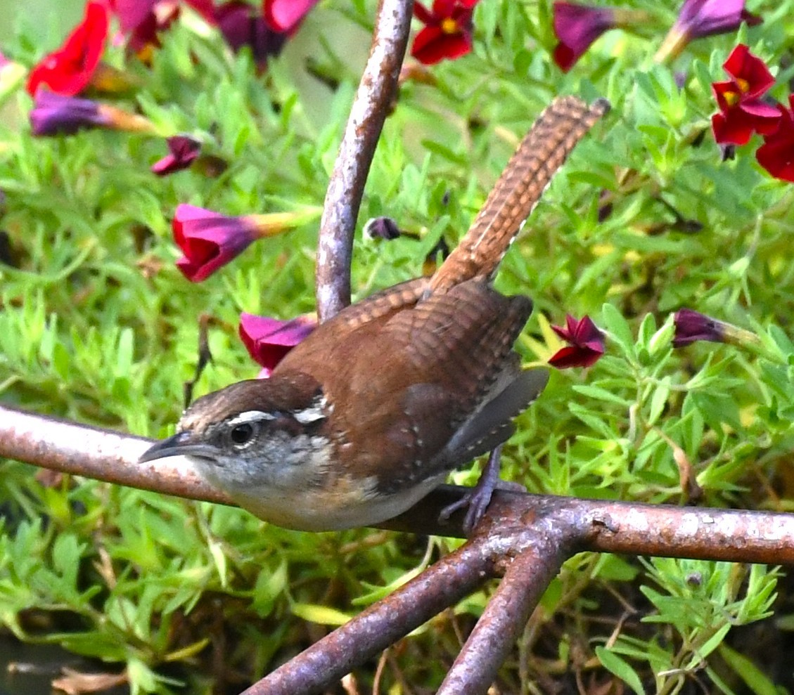 Carolina Wren - David True