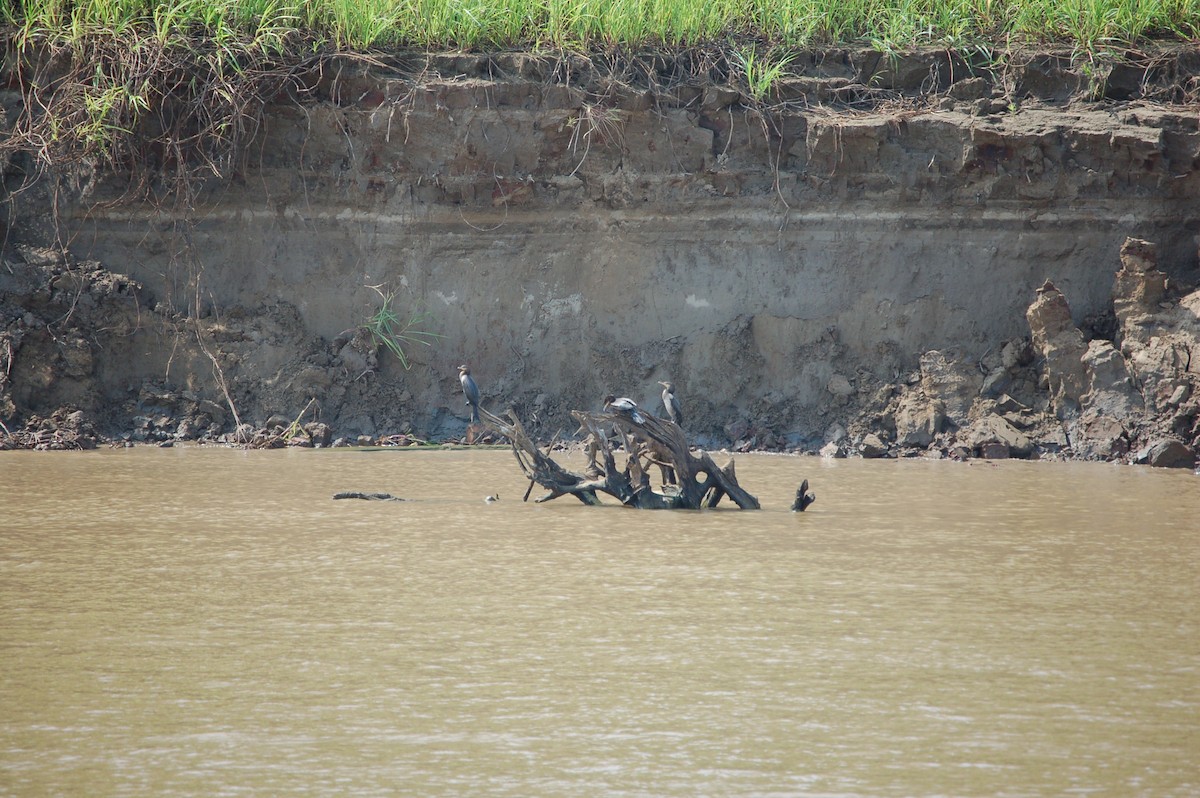 Neotropic Cormorant - Joaquim Pífano