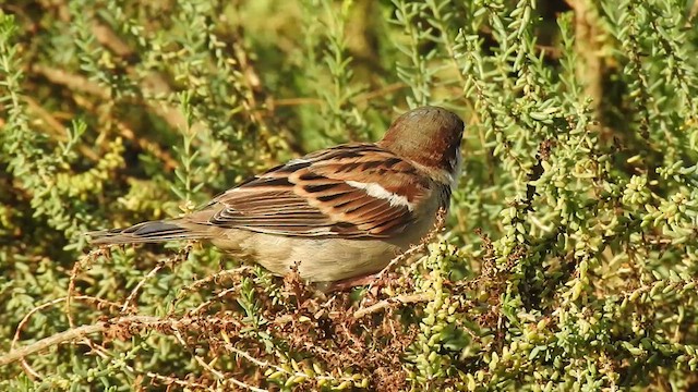 House Sparrow - ML622804539