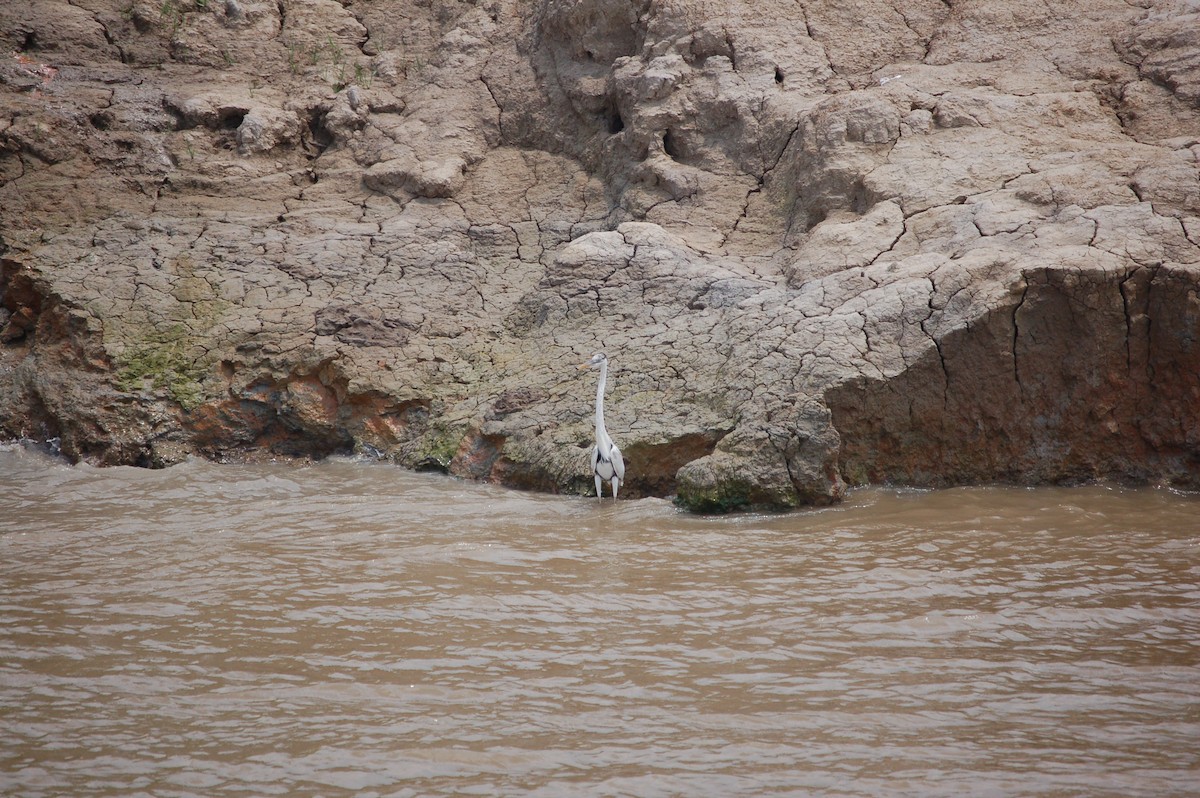 Cocoi Heron - Joaquim Pífano