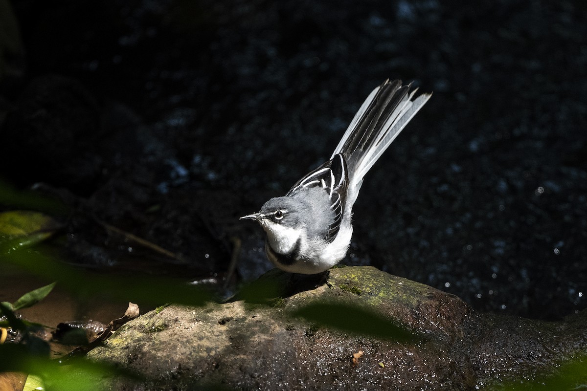 Mountain Wagtail - ML622804563