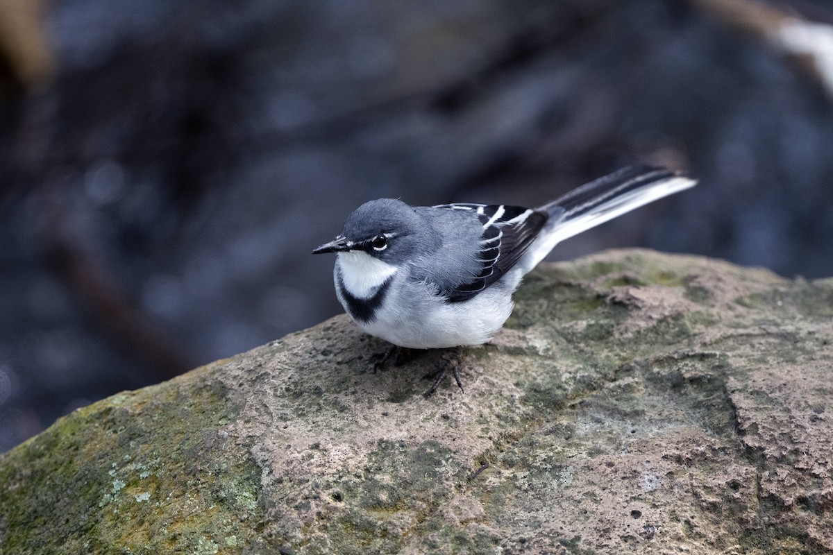 Mountain Wagtail - ML622804567