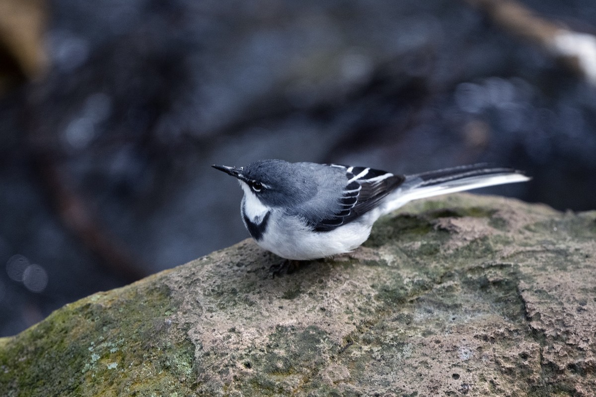 Mountain Wagtail - ML622804568