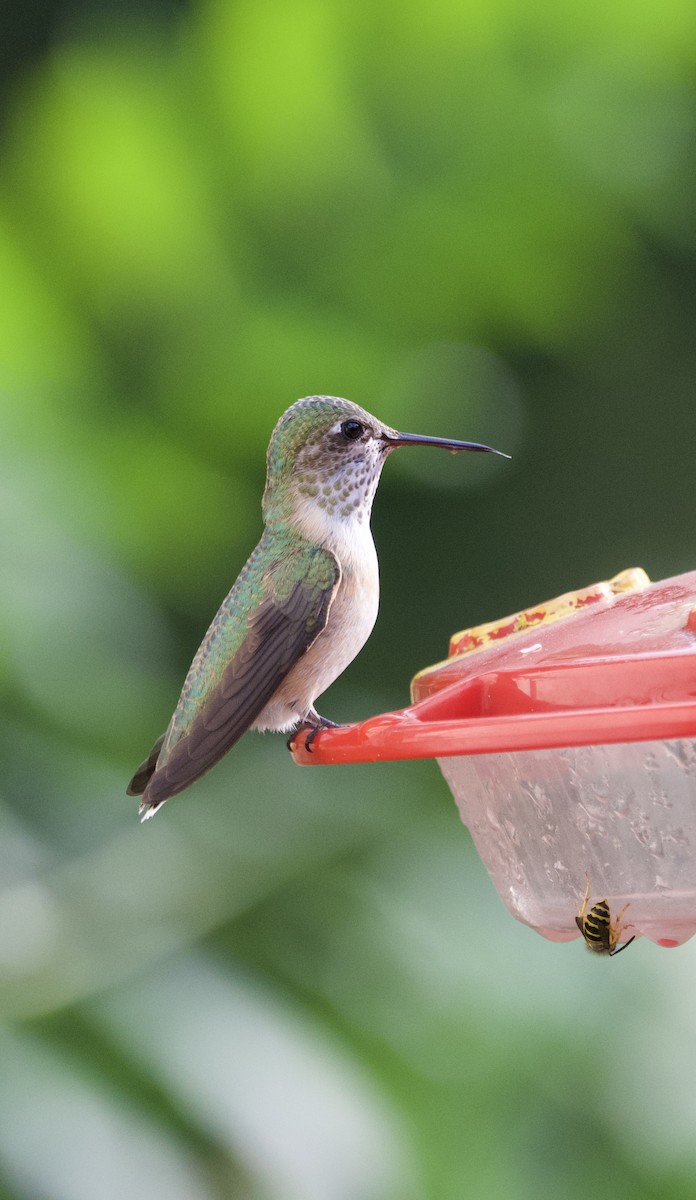 Calliope Hummingbird - Tim Ray