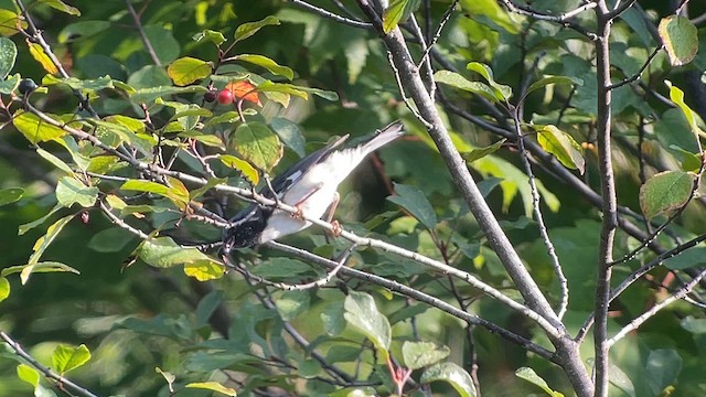 Black-throated Blue Warbler - ML622804626