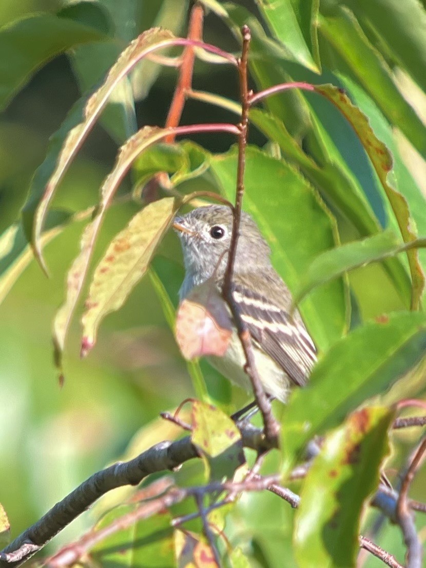 Least Flycatcher - ML622804639