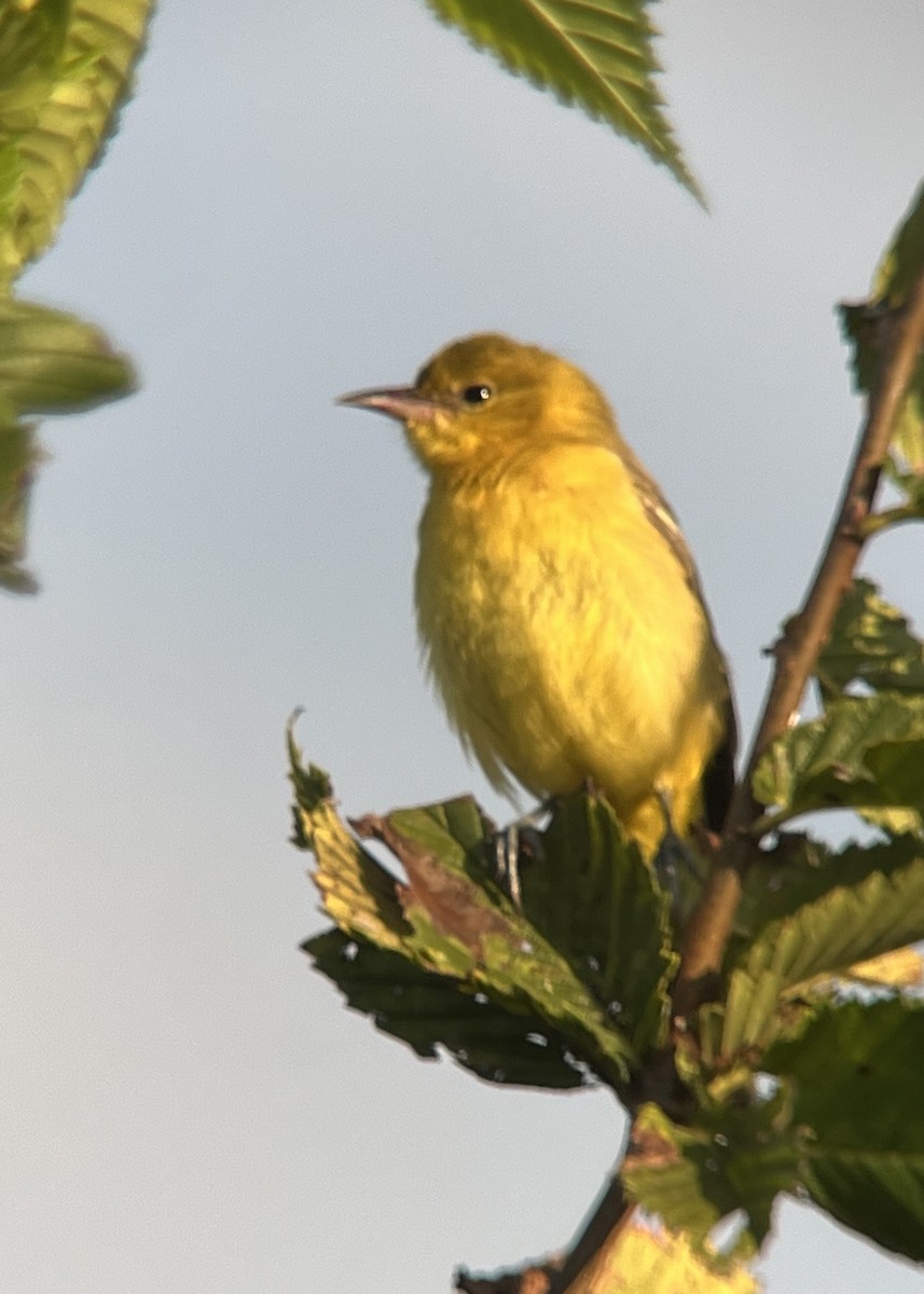 Orchard Oriole - ML622804651