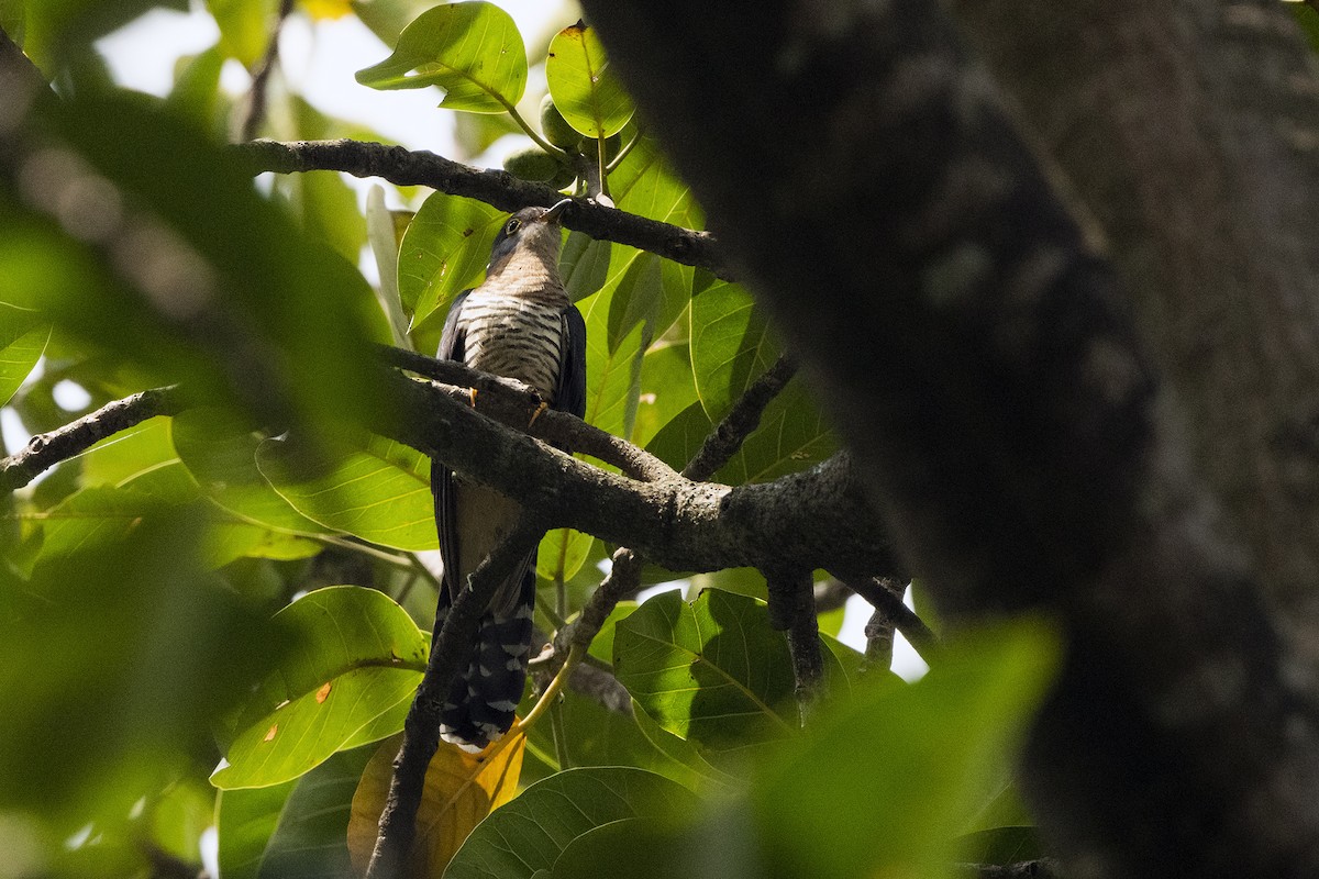 Red-chested Cuckoo - Wachara  Sanguansombat