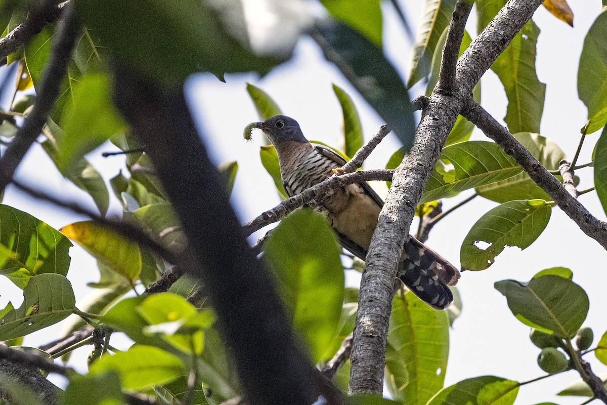 Red-chested Cuckoo - ML622804668