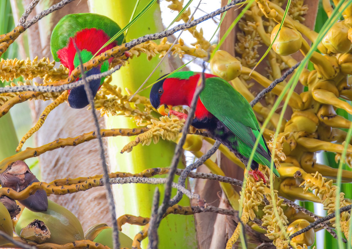 Collared Lory - ML622804671