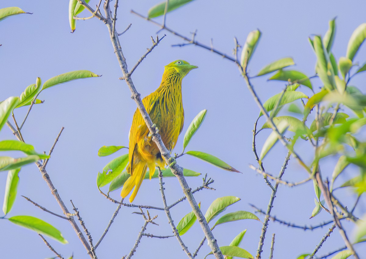 Golden Dove - ML622804693