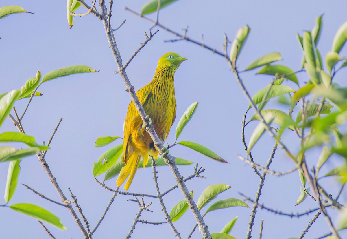 Golden Dove - ML622804694