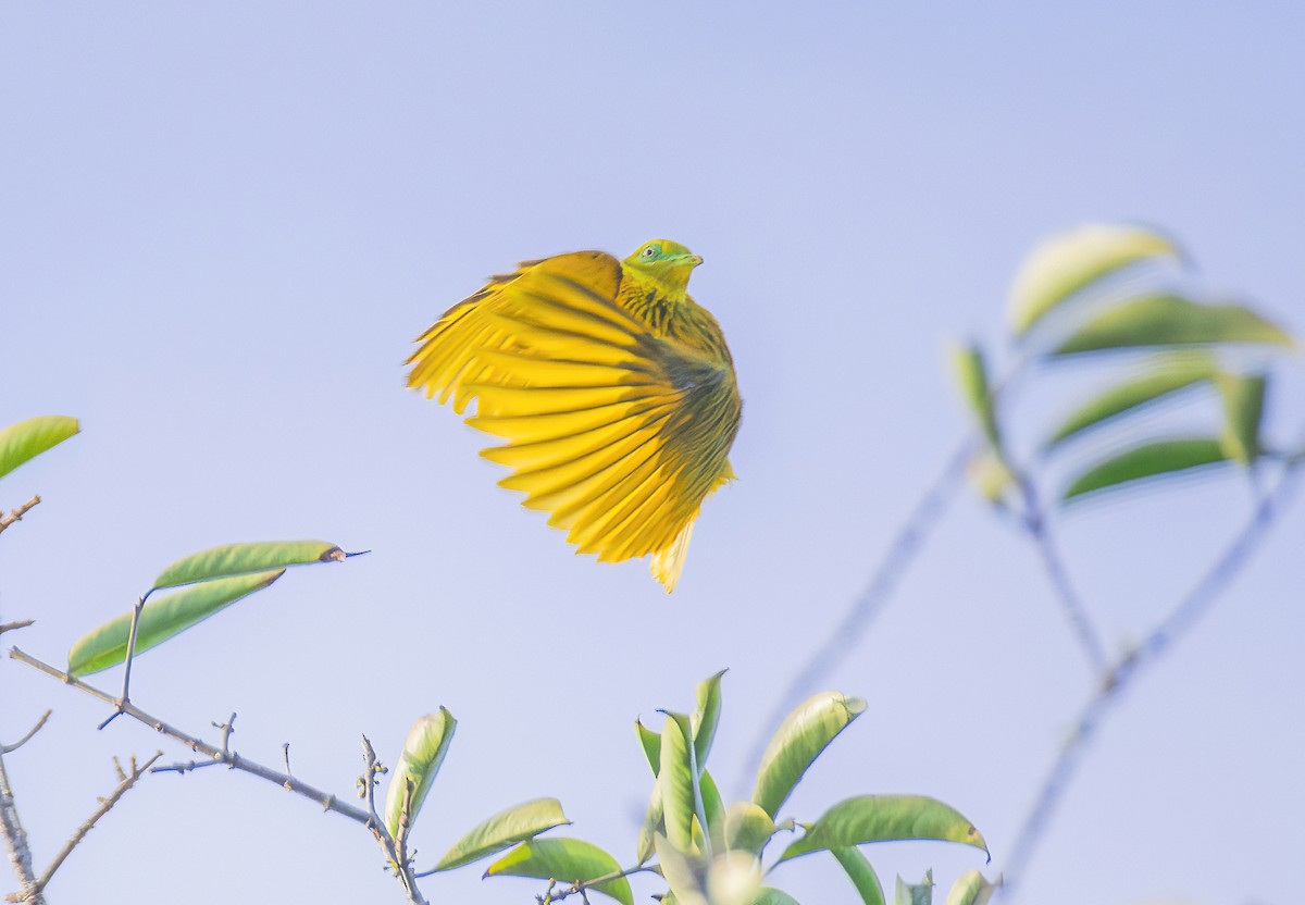 Golden Dove - ML622804695