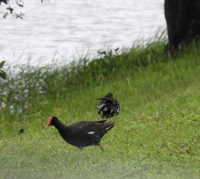 Common Gallinule - Denise Rychlik