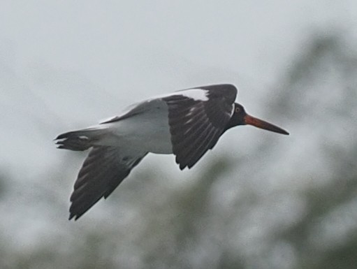 American Oystercatcher - ML622804715