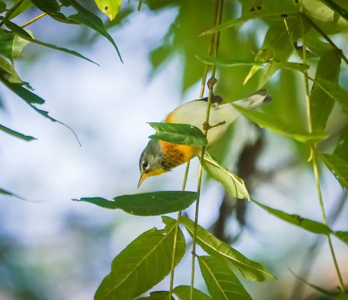 Northern Parula - Dave Hart