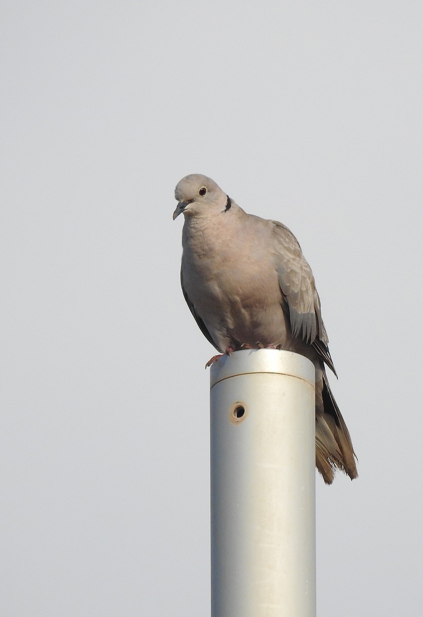 Eurasian Collared-Dove - ML622804753