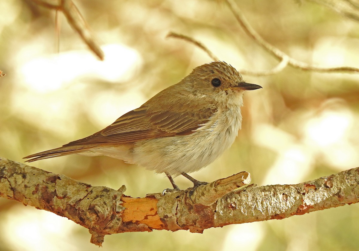 Spotted Flycatcher (Mediterranean) - Javier Robres