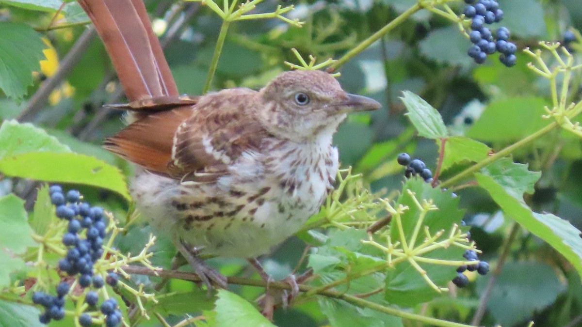 Brown Thrasher - ML622804784