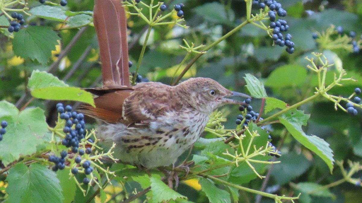 Brown Thrasher - ML622804785