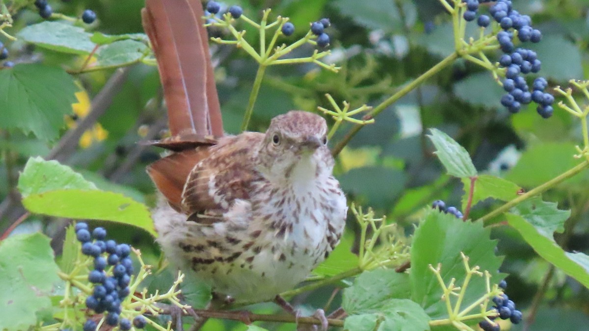 Brown Thrasher - ML622804786