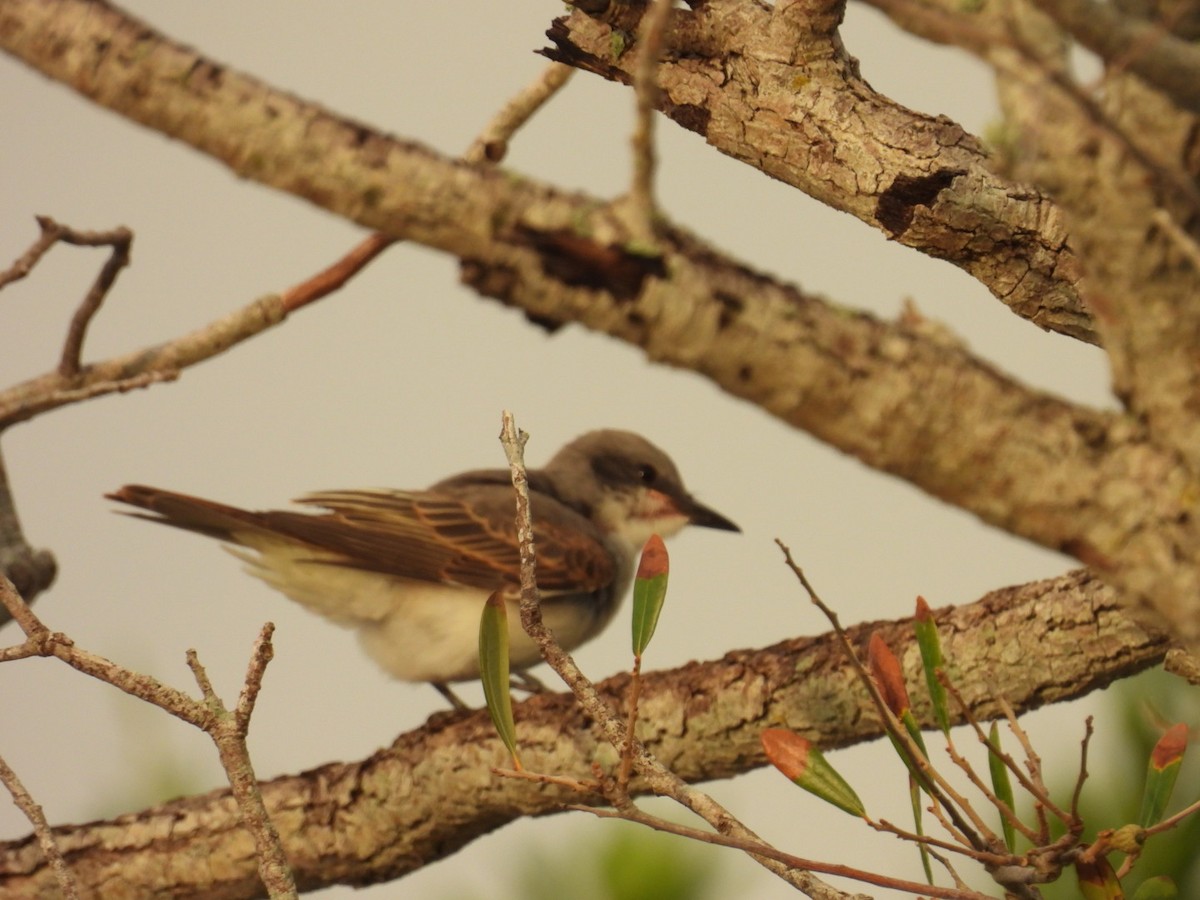 Gray Kingbird - Denise Rychlik