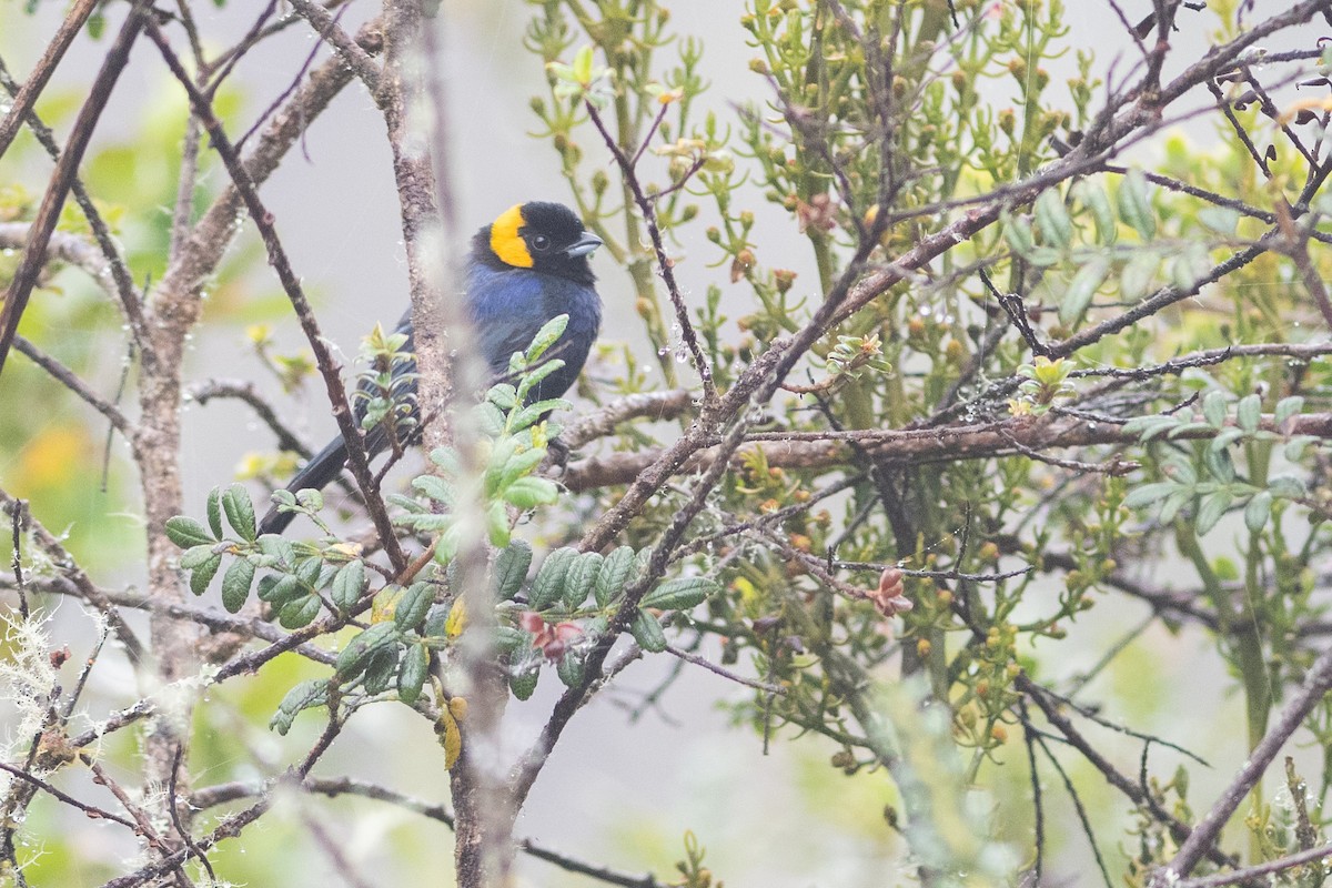 Yellow-scarfed Tanager - Brandon Nidiffer