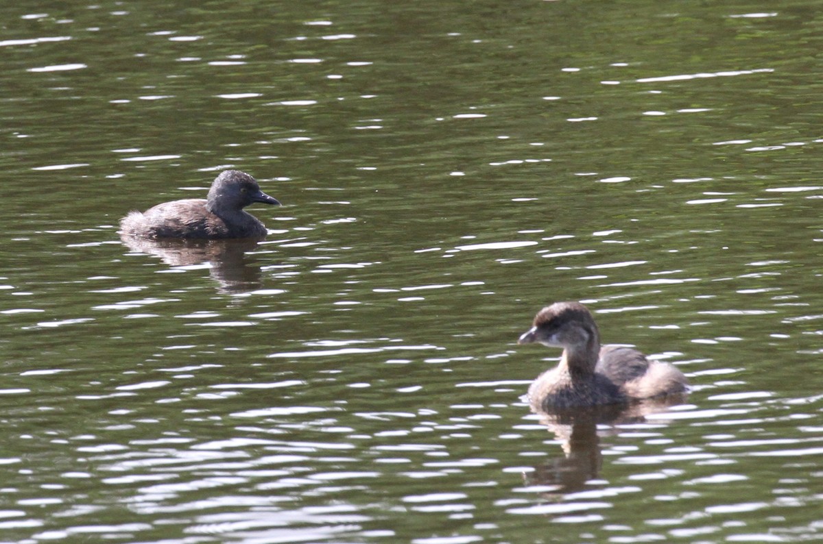 Least Grebe - ML622804877