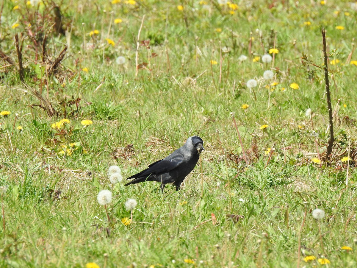 Eurasian Jackdaw - Duarte Frade