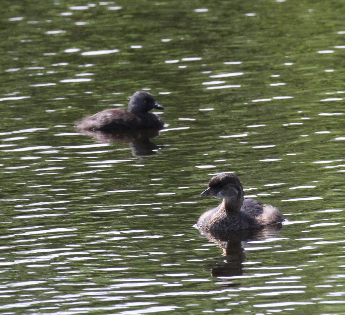 Pied-billed Grebe - Lisa Yntema