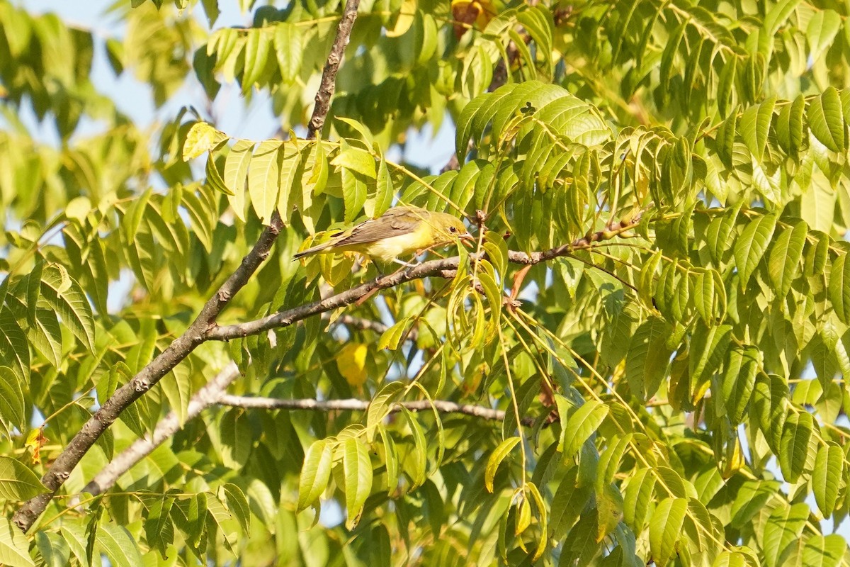 Scarlet Tanager - Aaron T