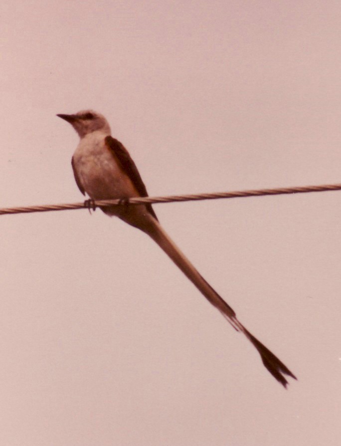 Scissor-tailed Flycatcher - David  Clark