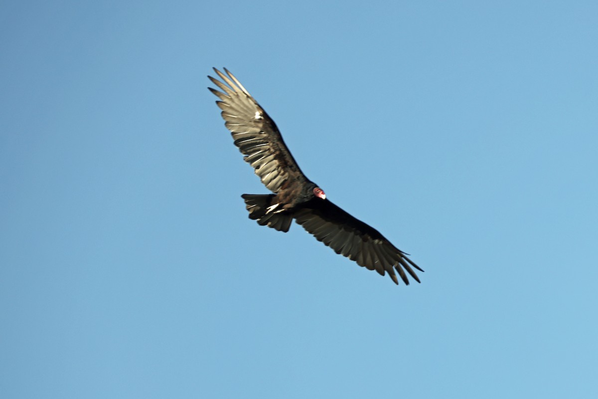 Turkey Vulture - ML622804927