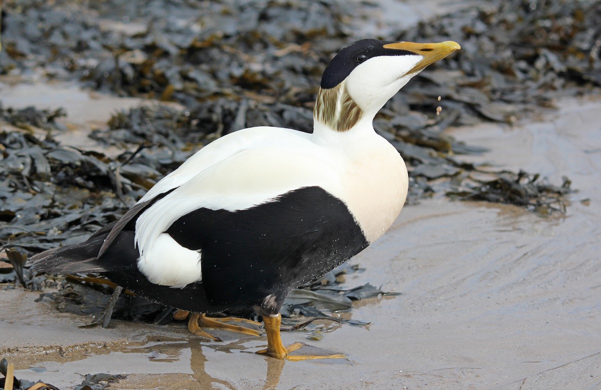 Common Eider - Jonathan Farooqi