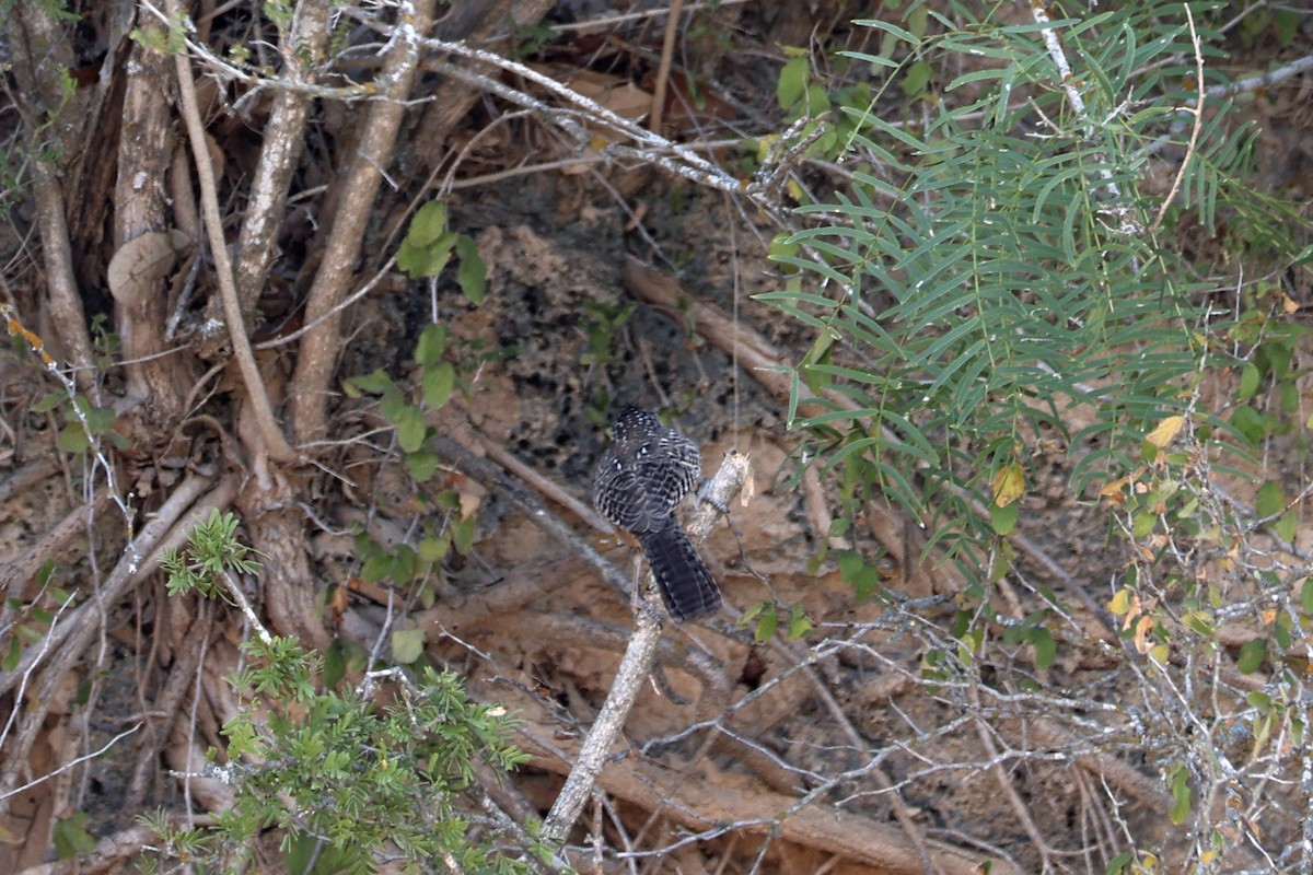 Cactus Wren - Larry Van Buren