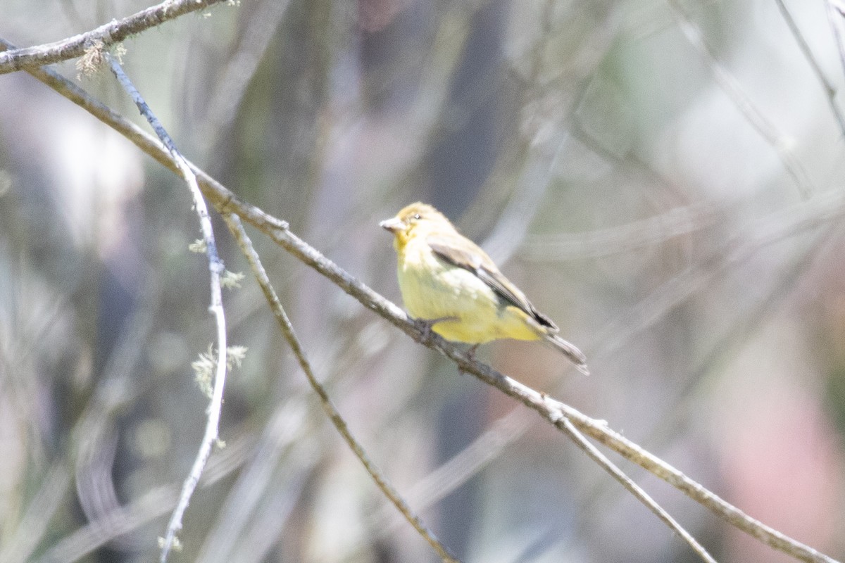 Lesser Goldfinch - Andre Moncrieff